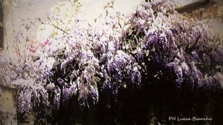 Unico, spirituale Glicine.